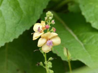 2015-07-15 Verbascum 'Clementine'.jpg