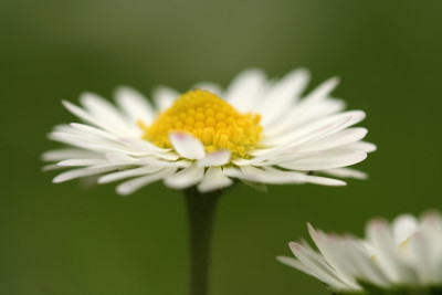 Ganseblumchen-1.jpg