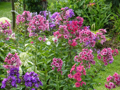 2015-07-15 Phlox.jpg