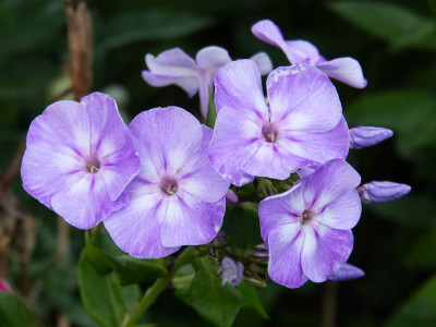 2015-07-15 Phlox ’Sternhimmel’.jpg