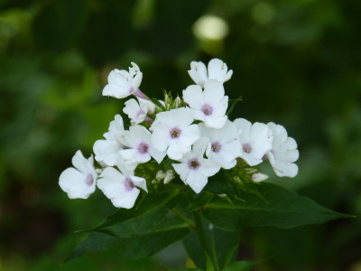2015-07-15 Phlox oile.jpg
