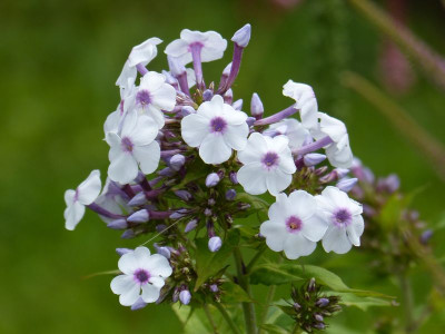 2015-07-15 Phlox ’Ingeborg från Nybro’.jpg