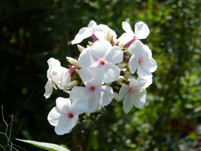 2015-07-15 Phlox ’Popeye’.jpg