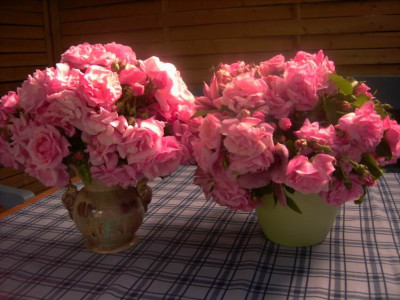 GroenanderungRosa_Coral_Dawn.JPG