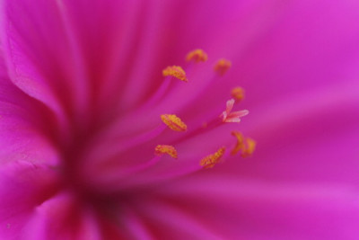 Lewisia-Mai-02.jpg