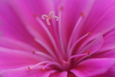Lewisia-Mai-03.jpg