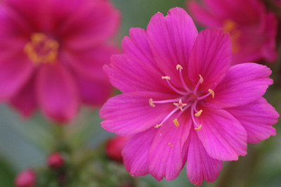 Lewisia-Mai-04.jpg