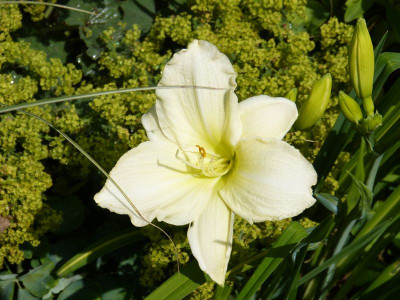 2015-07-15 Hemerocallis 'Cool it'.jpg