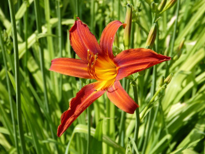 2015-07-15 Hemerocallis 'Crimson Pirate'.jpg
