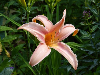 2015-07-15 Hemerocallis 'Hello Dolly'.jpg