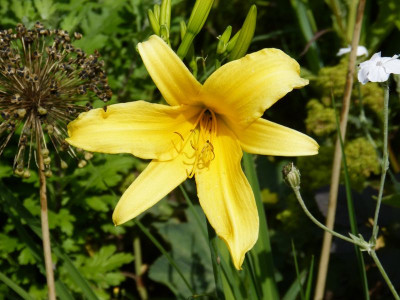 2015-07-15 Hemerocallis 'Hesperus'.jpg