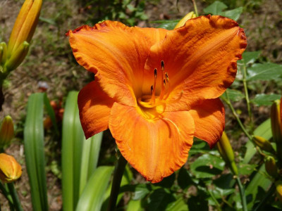 2015-07-15 Hemerocallis 'My Reggae Tiger'.jpg