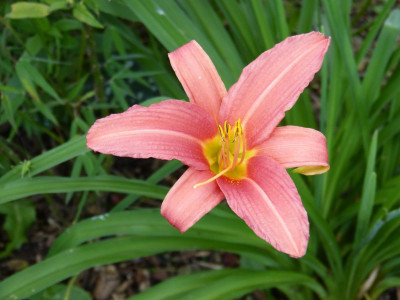 2015-07-15 Hemerocallis 'Pink Damask'.jpg