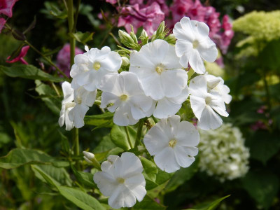 2015-07-15 Phlox Sämling 1.jpg