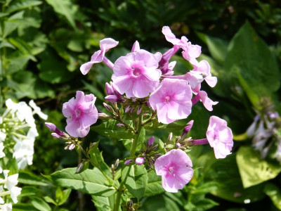2015-07-15 Phlox Sämling 2.jpg