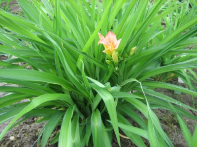 Prescape_an_Slg._Gartenwurde_06131.jpg