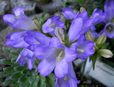 21.5.06._Edraianthus_graminifolius_ssp_appeninus__012.JPG