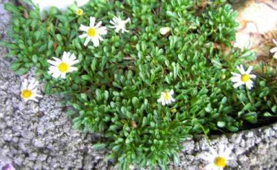 21.5.06._Erigeron_scopulinus___002.JPG