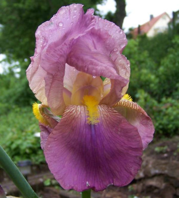 iris_unbek_kazi.jpg