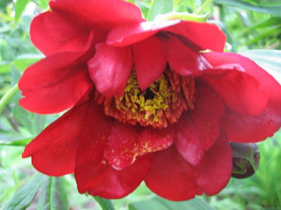 P._delavayi_Ov_06051.jpg