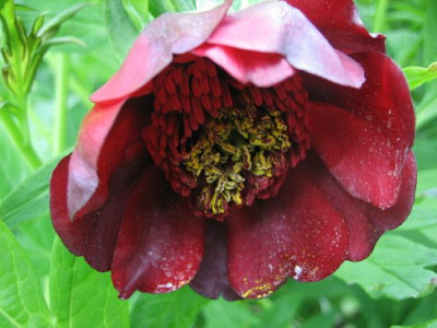 P._delavayi_HB_06101.jpg