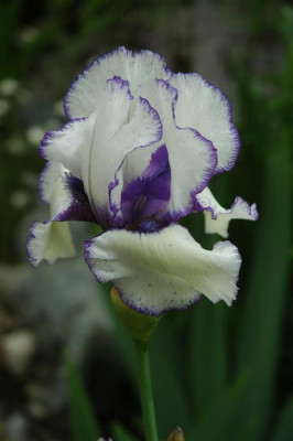 2006H449_Large.JPG