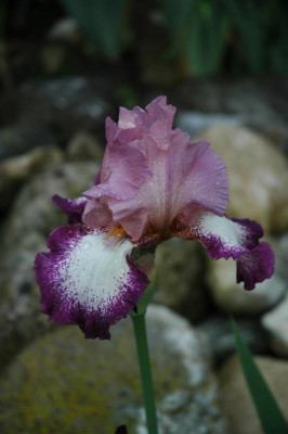 2006H453_Large.JPG
