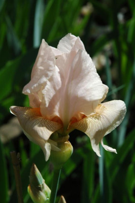 2006H456_Large.JPG