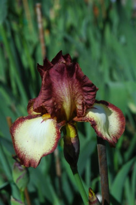 2006H460_Large.JPG