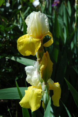 2006H464_Large.JPG