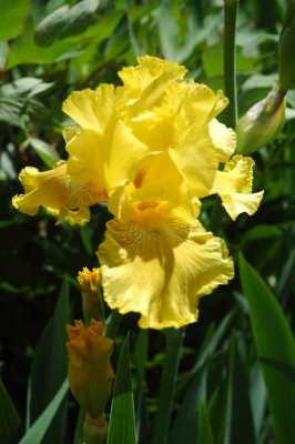 2006H465_Large.JPG