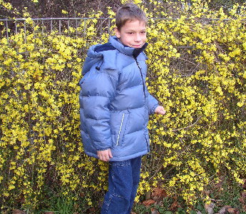 Winterjasmin.jpg