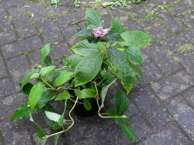 Hydrangea involucrataTrollgarten ganz (Kopie).jpg