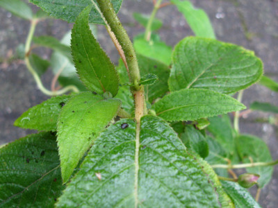 Hydrangea involucrataTrollgarten Detail (Kopie).jpg
