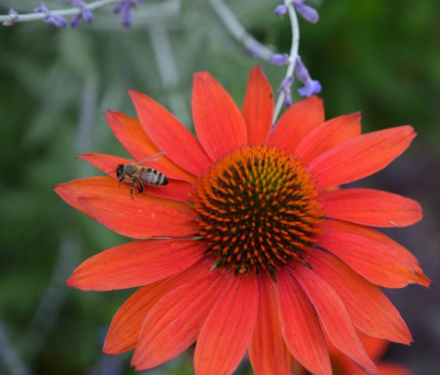 Echinacea-Sämling6.15-5.jpg