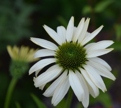 Echinacea-Sämling11.15-1.jpg