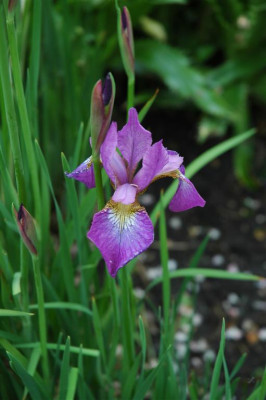 2006H435_Large.JPG