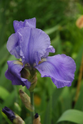 2006H467_Large.JPG