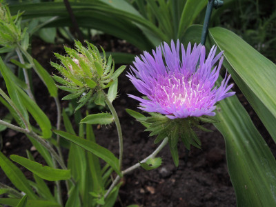 Stokesia laevis.JPG