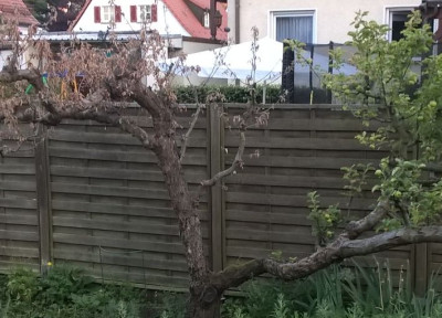 feuerbrand-oder.jpg
