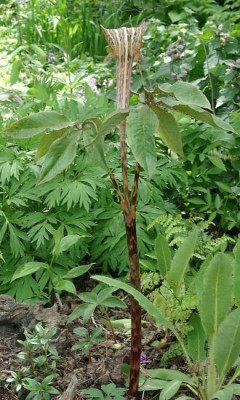 05220018_eArisaema_nepenthoides_Habitus.JPG