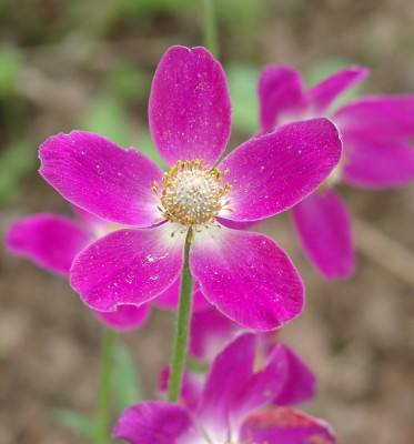 05220009_eAnemone_x_lesseri.JPG