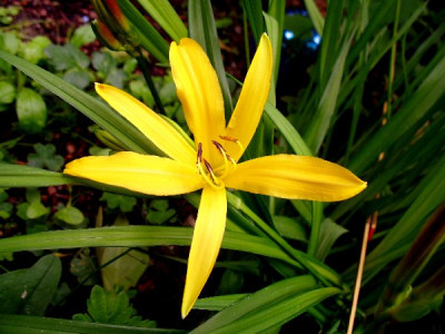 UBO_Hem_1a.jpg