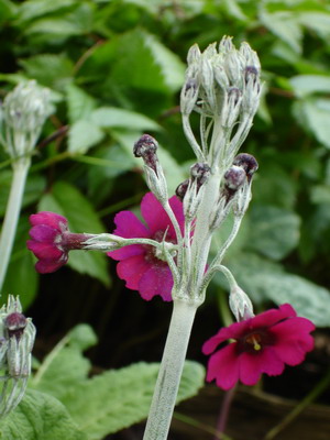 Primula_pulverulenta_1_Groenveranderung.JPG