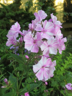 Phlox 'Picasso'_2350.jpg