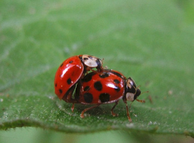 Luckybug.jpg