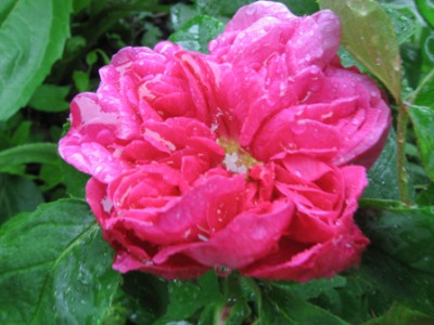 Rose_de_Resht_1.jpg