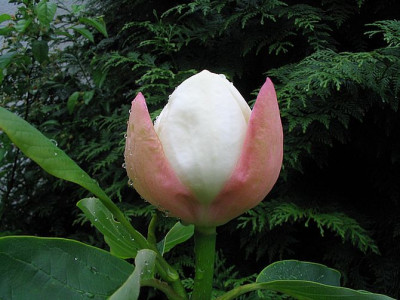 Magnolia_x_wieseneri_fars_.jpg