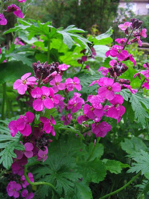 Erysimum_Bowles_Mauve_fars.jpg