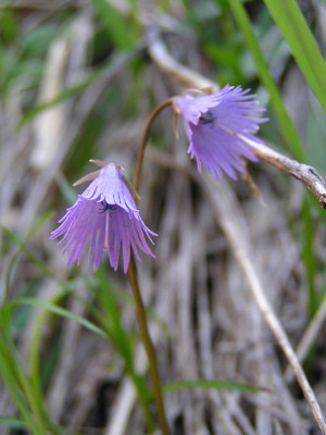 soldanella_alpina.jpg
